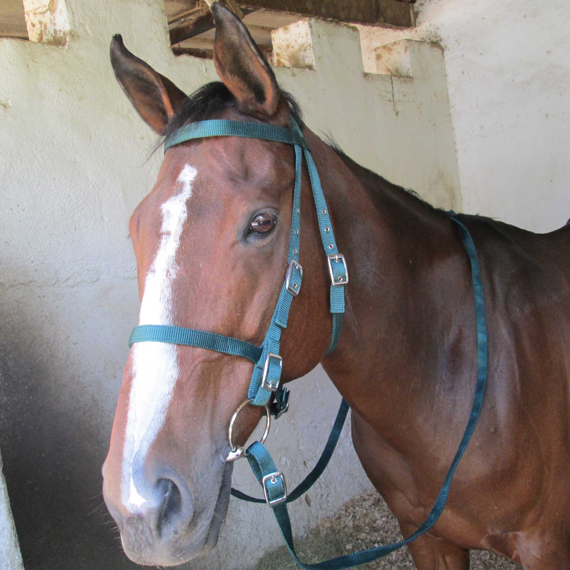 Bridle Web Solo + Snaffle